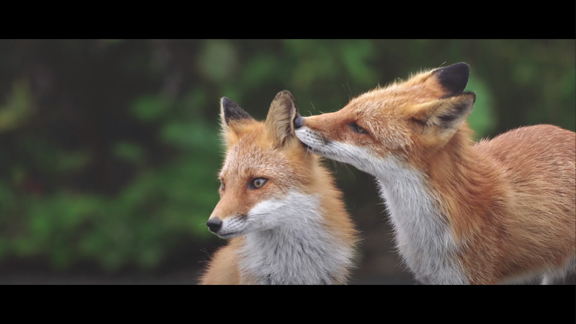 動画で広がる野生動物の世界 ソニー