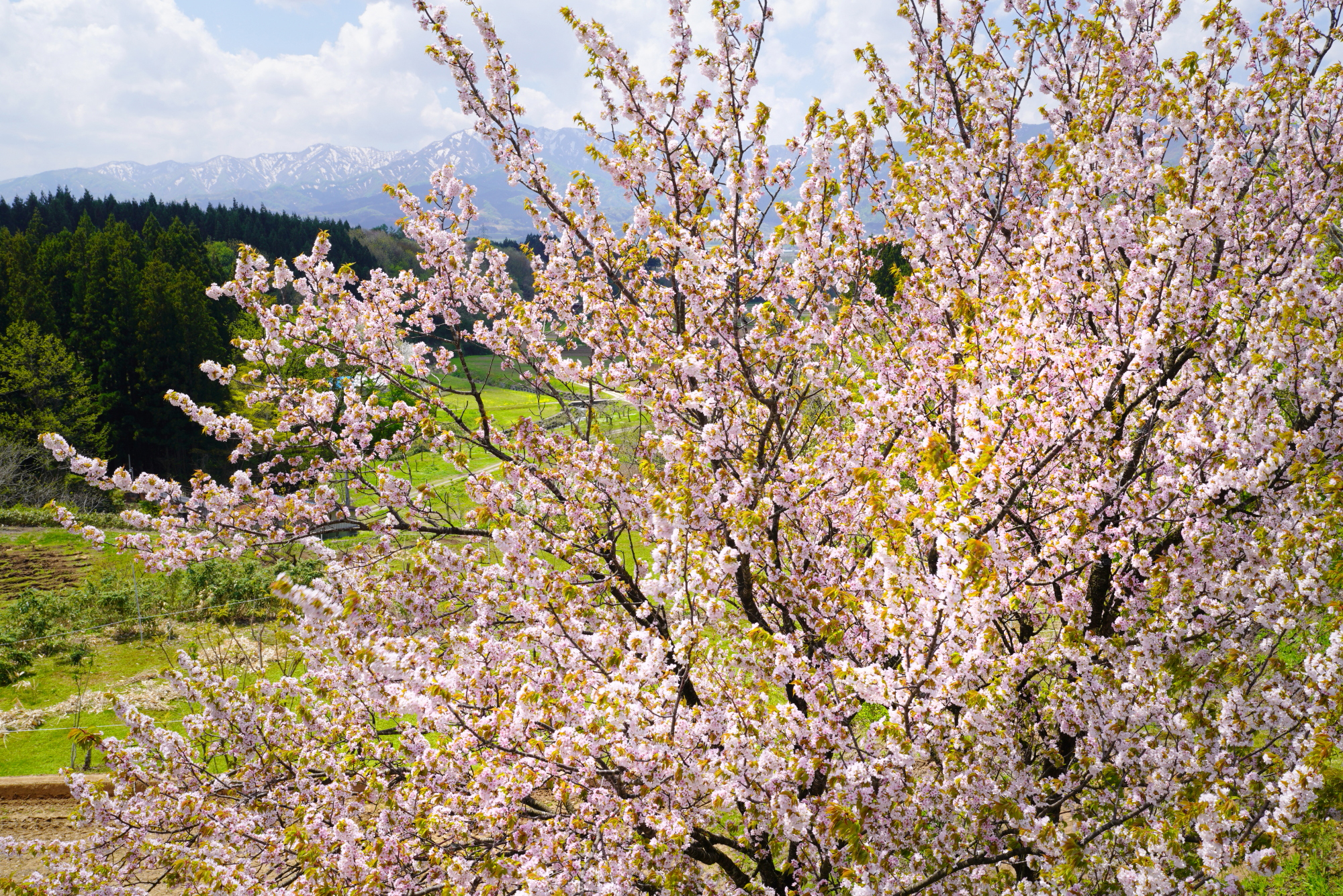 日本の風景美を訪ねて 出会いを愉しむ春景色 ソニー