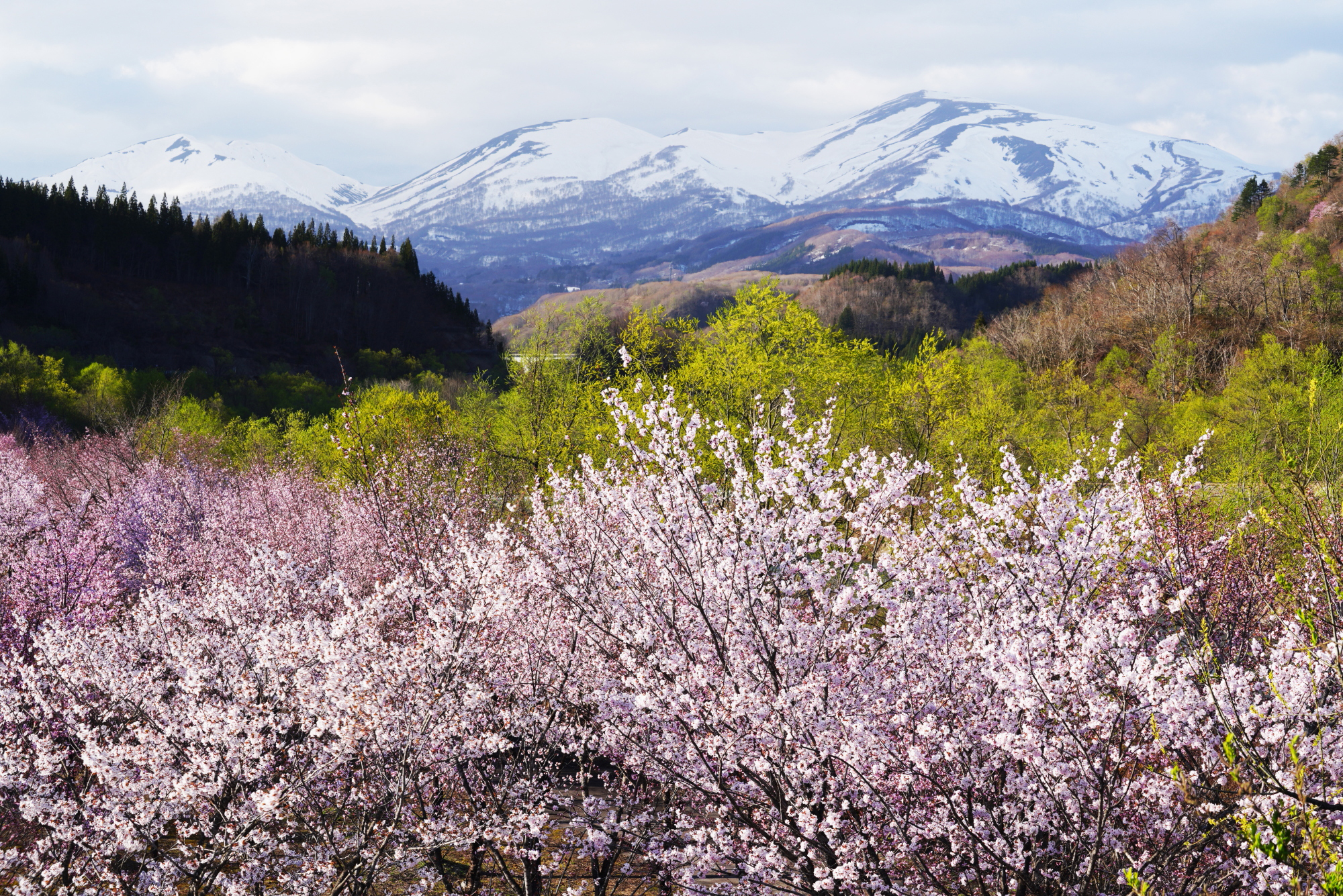 日本の風景美を訪ねて 出会いを愉しむ春景色 ソニー