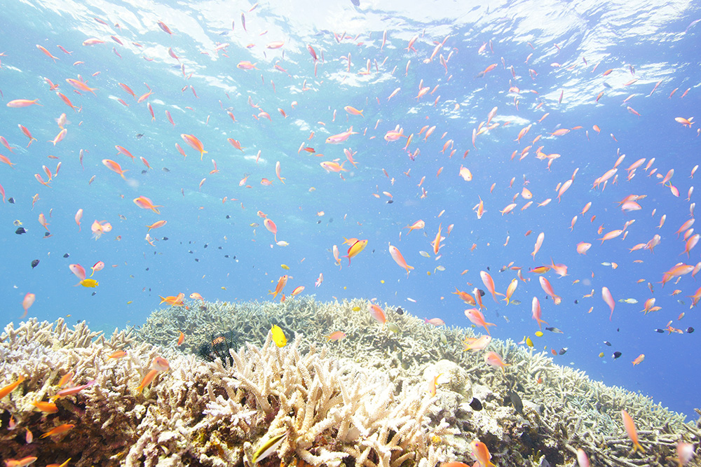 「夢色」で撮影した美ら海の世界 水中写真家 鍵井靖章 Sony Aquarium 2017 | Feature | ソニー