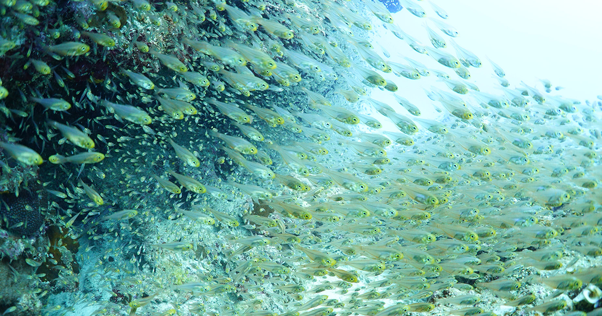 夢色 で撮影した美ら海の世界 水中写真家 鍵井靖章 Sony Aquarium 17 Feature ソニー