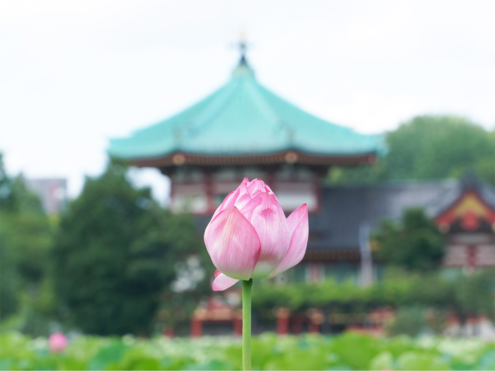 Aのいろいろなレンズをお試し Aアカデミー講師と共に行く蓮の花撮影会 上野不忍編 Feature ソニー