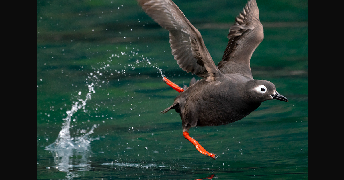 最高約コマ 秒の高速連写と高精度afが捉える海鳥たちの 真の姿 のさらなる可能性に迫る 自然写真家 寺沢孝毅 氏 A Universe デジタル一眼カメラa アルファ ソニー