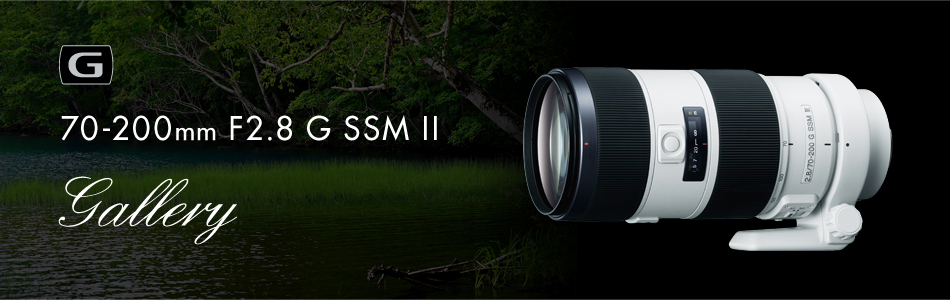 70-200mm F2.8 G SSM II 特長 | デジタル一眼カメラα（アルファ） | ソニー