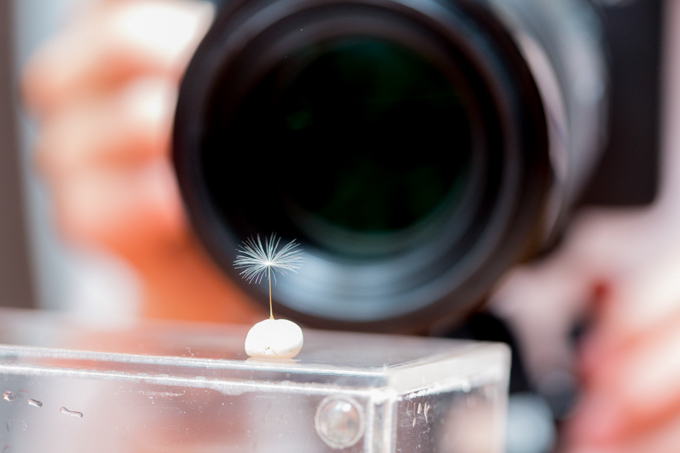 たんぽぽの綿毛を、粘土を丸めたものの上に立たせます。