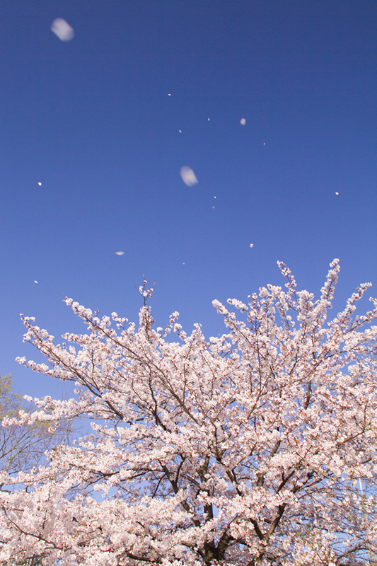 春の桜を美しく残す デジタル一眼カメラ A アルファ で写真撮影を楽しむ 活用ガイド デジタル一眼カメラ A アルファ サポート お問い合わせ ソニー